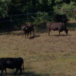 さつま福永牛の福永畜産会社概要